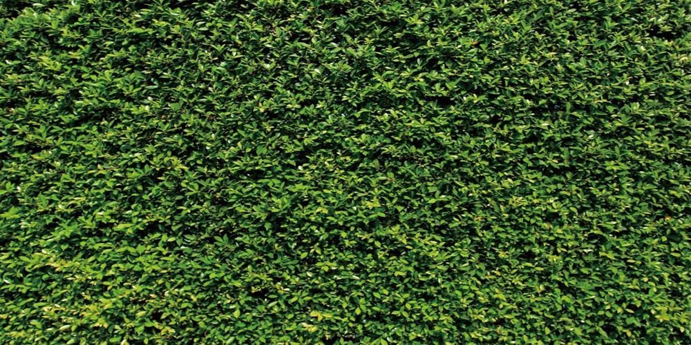 Nature Grass Wall Photography Backdrop,Yeele 20x10ft Spring Green Leaves Greenery Backdrop,Birthday Wedding Party Banner Outdoorsy Theme Home Decor Newborn Baby Shower Seamless Photo Shoot Props